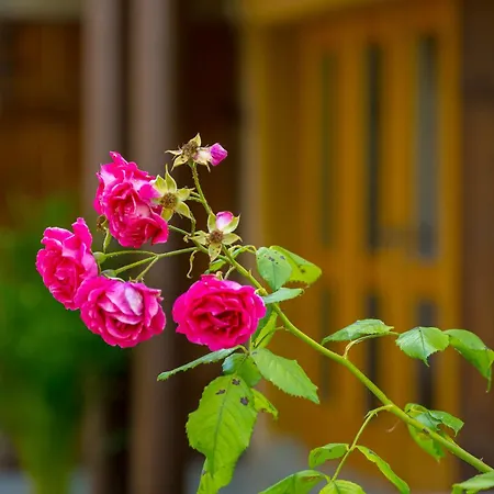 Apartment Vineyard Rustika