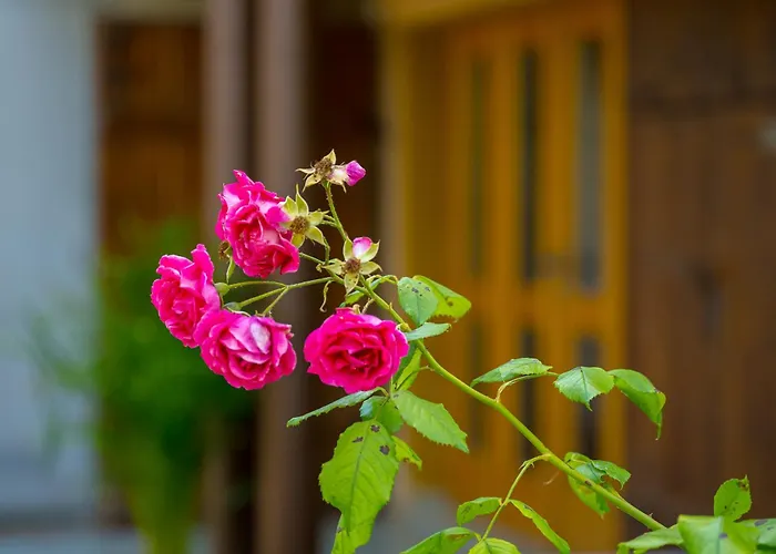 公寓 Vineyard Rustika